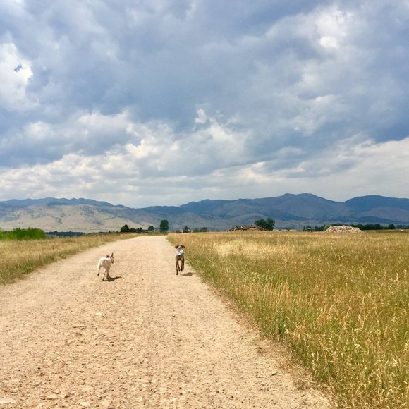 Meet your Posher, Chelsea - Picture 2 of 2